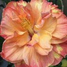 20 Hibiscus Seeds, Double Yellow Orange Hibiscus, Orange Hibiscus, Hibiscus Rosa Sinensis