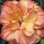 20 Hibiscus Seeds, Double Yellow Orange Hibiscus, Orange Hibiscus, Hibiscus Rosa Sinensis