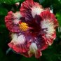 20 Hibiscus Seeds, Cream Pink Hibiscus Seeds, Pink Hibiscus Seeds, Hibiscus Rosa Sinensis