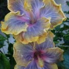 20 Hibiscus Seeds, Purple Hibiscus Seeds, Yellow Purple Hibiscus, Hibiscus Rosa Sinensis