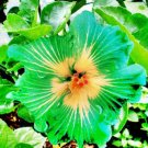 20 Hibiscus Seeds, Green Hibiscus Seeds, Green Yellow Hibiscus Seeds, Hibiscus Rosa Sinensis