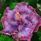 20 Hibiscus Seeds, Purple Hibiscus Seeds, Pink Purple Hibiscus Seeds, Hibiscus Rosa Sinensis