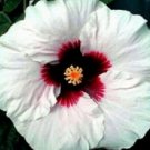 20 Hibiscus Seeds, White Hibiscus Seeds, Red White Hibiscus Seeds, Hibiscus Rosa Sinensis