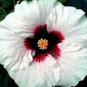 20 Hibiscus Seeds, White Hibiscus Seeds, Red White Hibiscus Seeds, Hibiscus Rosa Sinensis