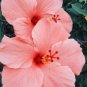 20 Hibiscus Seeds, Pink Hibiscus Seeds, Salmon Pink Hibiscus Seeds, Hibiscus Rosa Sinensis