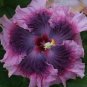 20 Hibiscus Seeds, Purple Hibiscus Seeds, Dark Light Purple Hibiscus, Hibiscus Rosa Sinensis
