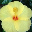 20 Hibiscus Seeds, Yellow Hibiscus Seeds, Light Yellow Hibiscus Seeds, Hibiscus Rosa Sinensis