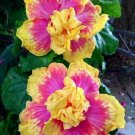 20 Hibiscus Seeds, Double Yellow Pink Hibiscus, Pink Hibiscus Seeds, Hibiscus Rosa Sinensis