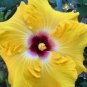 20 Hibiscus Seeds, Yellow Hibiscus Seeds, Red Yellow Hibiscus Seeds, Hibiscus Rosa Sinensis
