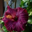 20 Hibiscus Seeds, Purple Hibiscus Seeds, Dark Purple Hibiscus Seeds, Hibiscus Rosa Sinensis