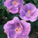 20 Hibiscus Seeds, Lilac Hibiscus Seeds, Purple Hibiscus Seeds, Hibiscus Rosa Sinensis