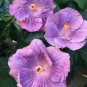 20 Hibiscus Seeds, Lilac Hibiscus Seeds, Purple Hibiscus Seeds, Hibiscus Rosa Sinensis
