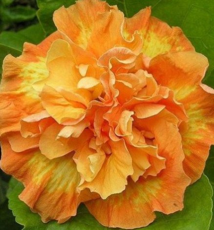 20 Hibiscus Seeds, Double Yellow Hibiscus, Yellow Orange Hibiscus Seeds, Hibiscus Rosa Sinensis