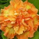 20 Hibiscus Seeds, Double Yellow Hibiscus, Yellow Orange Hibiscus Seeds, Hibiscus Rosa Sinensis