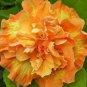 20 Hibiscus Seeds, Double Yellow Hibiscus, Yellow Orange Hibiscus Seeds, Hibiscus Rosa Sinensis
