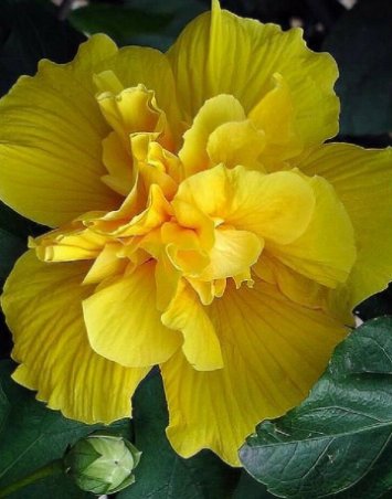 20 Hibiscus Seeds, Double Yellow Hibiscus Seeds, Yellow Hibiscus Seeds, Hibiscus Rosa Sinensis