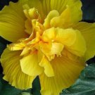 20 Hibiscus Seeds, Double Yellow Hibiscus Seeds, Yellow Hibiscus Seeds, Hibiscus Rosa Sinensis