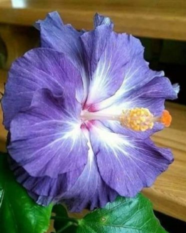 20 Hibiscus Seeds, Blue Hibiscus Seeds, Blue White Hibiscus Seeds, Hibiscus Rosa Sinensis