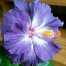 20 Hibiscus Seeds, Blue Hibiscus Seeds, Blue White Hibiscus Seeds, Hibiscus Rosa Sinensis