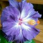 20 Hibiscus Seeds, Blue Hibiscus Seeds, Blue White Hibiscus Seeds, Hibiscus Rosa Sinensis