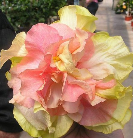 20 Hibiscus Seeds, Double Pink Hibiscus Seeds, Pink Orange Hibiscus Seeds, Hibiscus Rosa Sinensis
