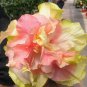 20 Hibiscus Seeds, Double Pink Hibiscus Seeds, Pink Orange Hibiscus Seeds, Hibiscus Rosa Sinensis