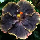 20 Hibiscus Seeds, Black Hibiscus Seeds, Black Yellow Hibiscus Seeds, Hibiscus Rosa Sinensis