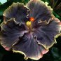 20 Hibiscus Seeds, Black Hibiscus Seeds, Black Yellow Hibiscus Seeds, Hibiscus Rosa Sinensis