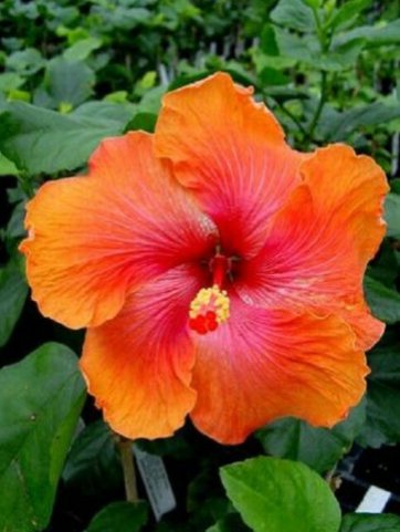 20 Hibiscus Seeds, Orange Hibiscus, Light Orange Pink Hibiscus, Hibiscus Rosa Sinensis