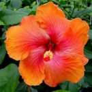 20 Hibiscus Seeds, Orange Hibiscus, Light Orange Pink Hibiscus, Hibiscus Rosa Sinensis