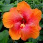 20 Hibiscus Seeds, Orange Hibiscus, Light Orange Pink Hibiscus, Hibiscus Rosa Sinensis