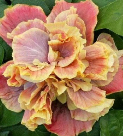 20 Hibiscus Seeds, Double Pink Hibiscus Seeds, Yellow Pink Hibiscus Seeds, Hibiscus Rosa Sinensis