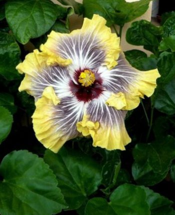 20 Hibiscus Seeds, Yellow Hibiscus Seeds, Yellow White Black Hibiscus Seeds, Hibiscus Rosa Sinensis