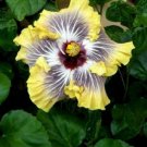 20 Hibiscus Seeds, Yellow Hibiscus Seeds, Yellow White Black Hibiscus Seeds, Hibiscus Rosa Sinensis