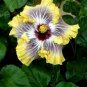 20 Hibiscus Seeds, Yellow Hibiscus Seeds, Yellow White Black Hibiscus Seeds, Hibiscus Rosa Sinensis