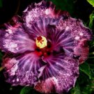 20 Hibiscus Seeds, Purple Hibiscus Seeds, Dark Purple Pink Hibiscus Seeds, Hibiscus Rosa Sinensis