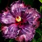 20 Hibiscus Seeds, Purple Hibiscus Seeds, Dark Purple Pink Hibiscus Seeds, Hibiscus Rosa Sinensis