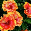 20 Hibiscus Seeds, Orange Hibiscus, Yellow Orange Red Hibiscus Seeds, Hibiscus Rosa Sinensis