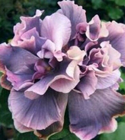 20 Hibiscus Seeds, Double Purple Hibiscus Seeds, Gray Purple Hibiscus Seeds, Hibiscus Rosa Sinensis