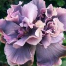 20 Hibiscus Seeds, Double Purple Hibiscus Seeds, Gray Purple Hibiscus Seeds, Hibiscus Rosa Sinensis