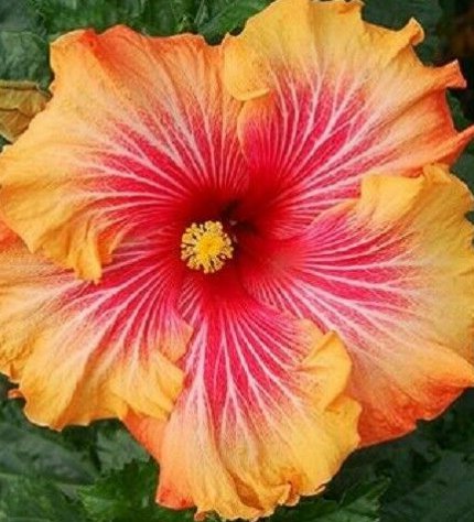 20 Hibiscus Seeds, Orange Hibiscus Seeds, Yellow Red  Hibiscus Seeds, Hibiscus Rosa Sinensis