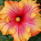 20 Hibiscus Seeds, Orange Hibiscus Seeds, Yellow Red  Hibiscus Seeds, Hibiscus Rosa Sinensis