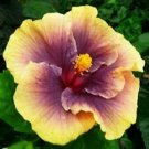 20 Hibiscus Seeds, Yellow Purple Hibiscus Seeds, Yellow Hibiscus Seeds, Hibiscus Rosa Sinensis