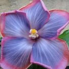 20 Hibiscus Seeds, Pink Purple Hibiscus, Bright Pink Purple Hibiscus Seeds, Hibiscus Rosa Sinensis