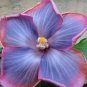 20 Hibiscus Seeds, Pink Purple Hibiscus, Bright Pink Purple Hibiscus Seeds, Hibiscus Rosa Sinensis