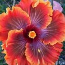 20 Hibiscus Seeds, Red Orange Hibiscus, Red Purple Orange Hibiscus Seeds, Hibiscus Rosa Sinensis