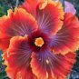 20 Hibiscus Seeds, Red Orange Hibiscus, Red Purple Orange Hibiscus Seeds, Hibiscus Rosa Sinensis