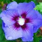 20 Hibiscus Seeds, Blue Hibiscus Seeds, Blue Purple Hibiscus Seeds, Hibiscus Rosa Sinensis