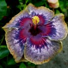 20 Hibiscus Seeds, Purple Hibiscus Seeds, Purple Pink Yellow Hibiscus Seeds, Hibiscus Rosa Sinensis