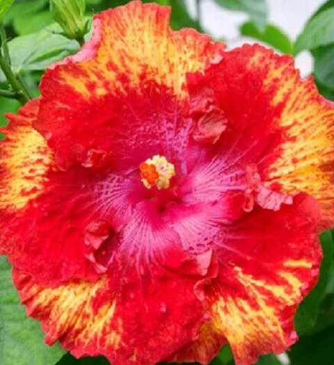 20 Hibiscus Seeds, Light Red Hibiscus Seeds, Pink Red Hibiscus Seeds, Hibiscus Rosa Sinensis